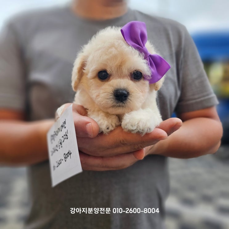  [은평구강아지분양] 귀엽고 사랑스러운 푸숑어떠세요!?