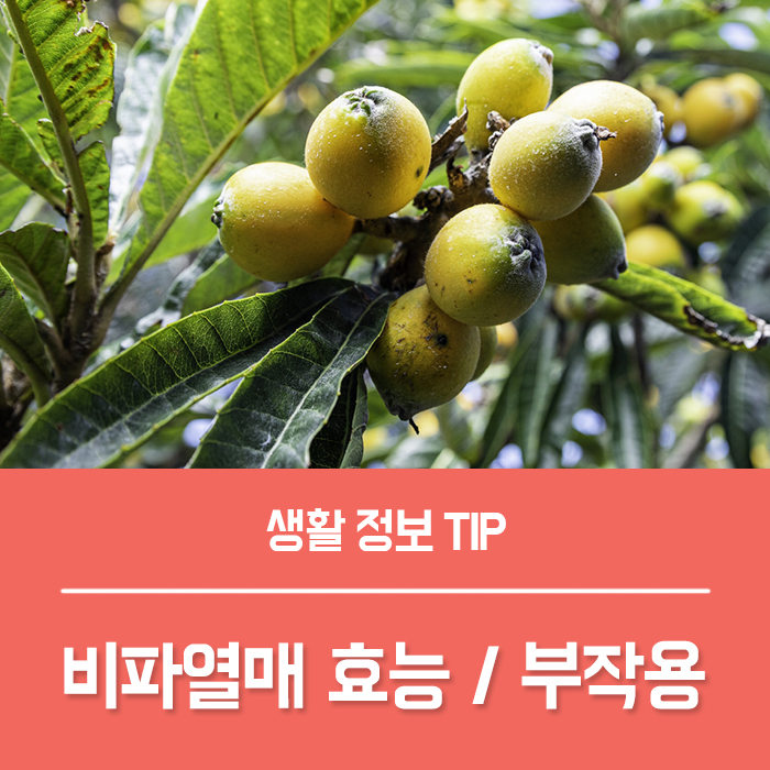  비파열매 효능 TOP5, 비파잎 효능 부작용 먹는법 총정리!