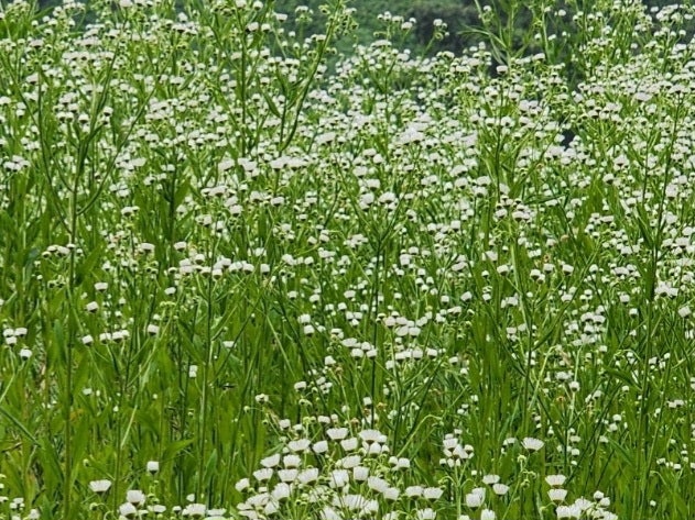 오궁지 사진 5