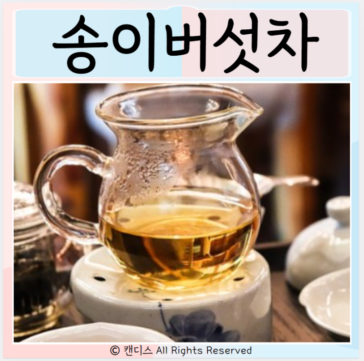  송이버섯차 효능 마시는방법 좋은점 부작용