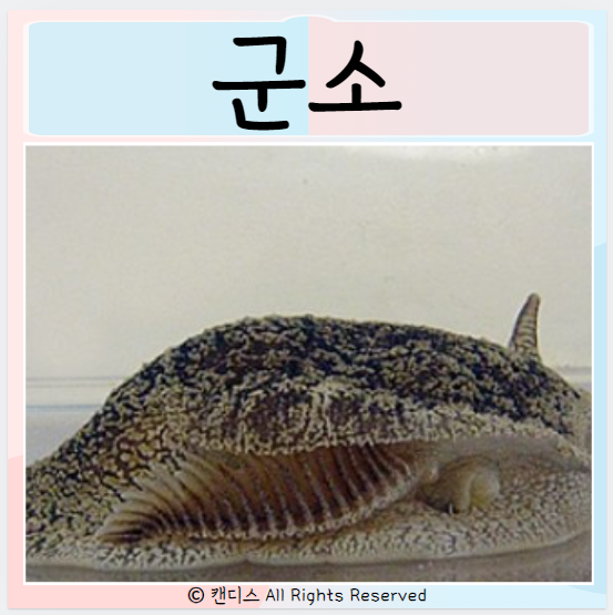  군소효능 먹으면 좋은점은 효능은? 부작용
