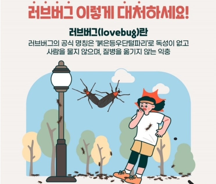  러브버그(붉은등우단털파리)  대처방법