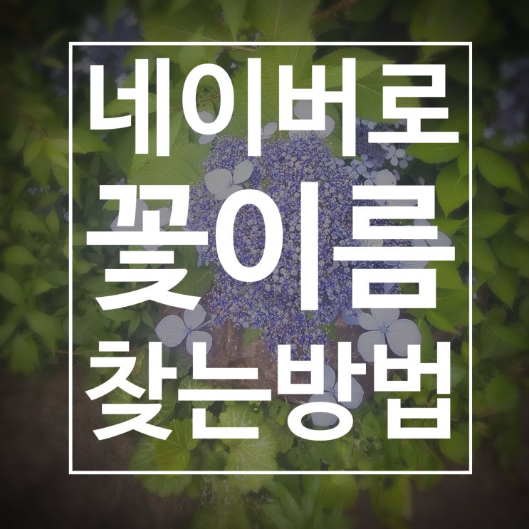  네이버 꽃이름 찾기 feat.네이버어플만 있으면 됨!