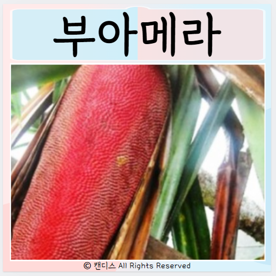  부아메라 효능 먹으면 좋은점 부작용은?