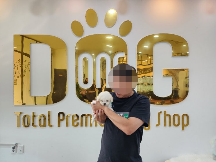  VIP 고객님의 소개로 사랑스러운 미니비숑 분양 / 세종시 강아지분양 세종 애견샵