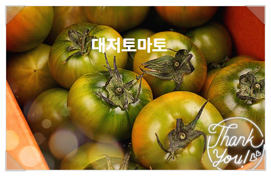  대저토마토 효능 대저짭짤이토마토