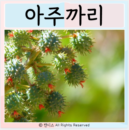  아주까리 효능 부작용 먹으면 좋은점은?