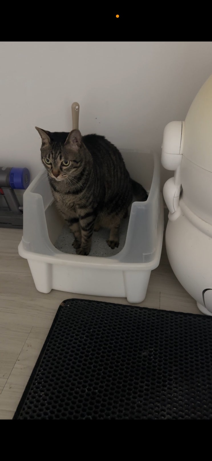  두리펫 아메리칸 시그니처 벤토나이트 유향 고양이 모래