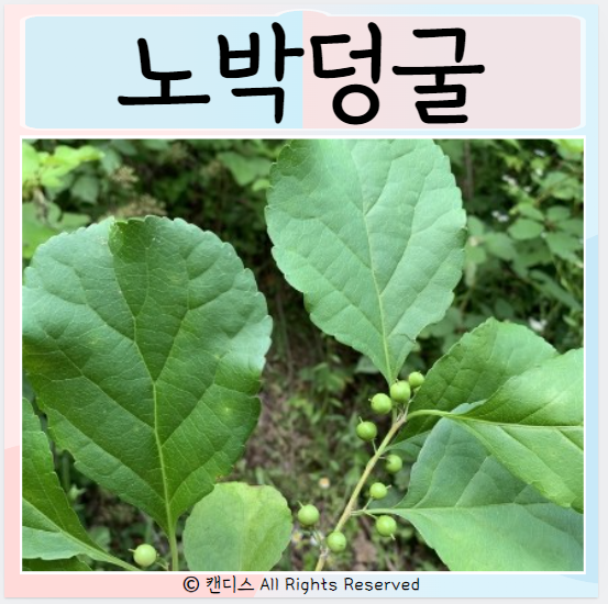  노박덩굴 효능 장점과 부작용 먹는방법