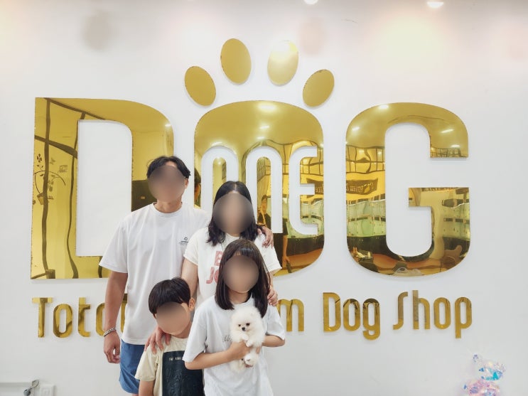  앙증맞은 크림 포메라니안, 따뜻한 집을 찾다 / 세종시 강아지분양 세종 애견샵