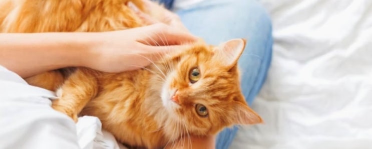  고양이 스트레스의 원인과 평소 스트레스 관리방법
