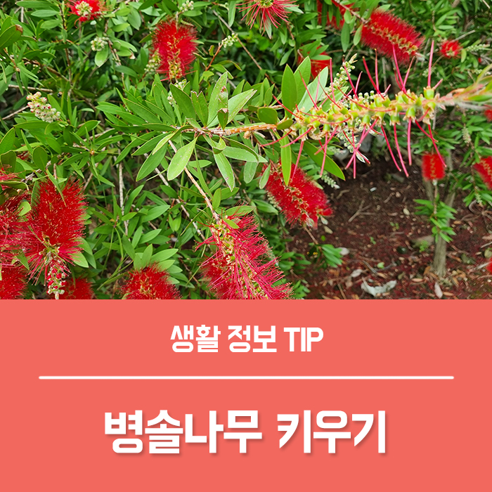  병솔나무 키우기, 꽃말과 특징 총정리!