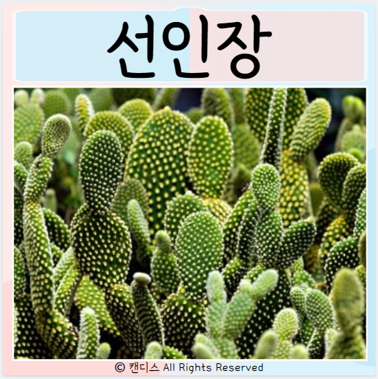  선인장 효능 섭취방법 먹으면 좋은점?