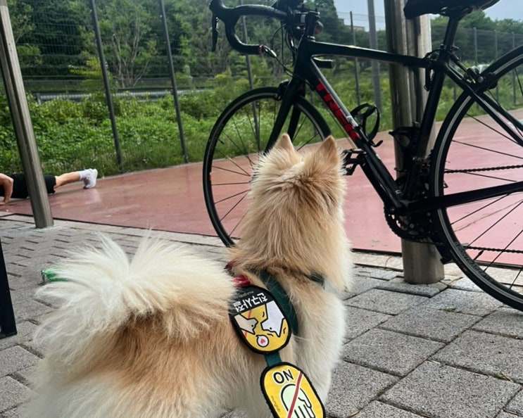  [강아지와 라이딩 기록] 견체공학 k9 어부바가방 강아지와 로드자전거 라이딩