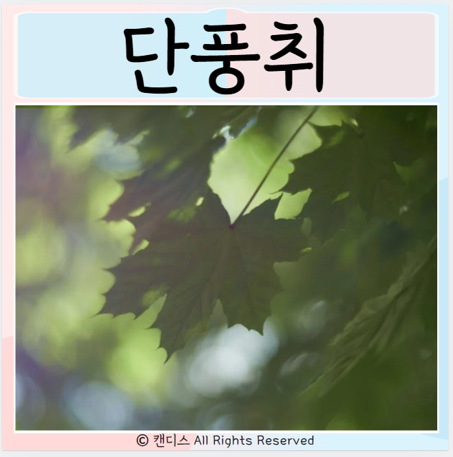  단풍취 효능 부작용 먹는방법은?