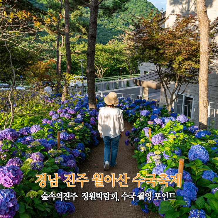  경남 진주 월아산 숲속의 진주 수국축제 정원박람회 수국 명소 촬영 포인트