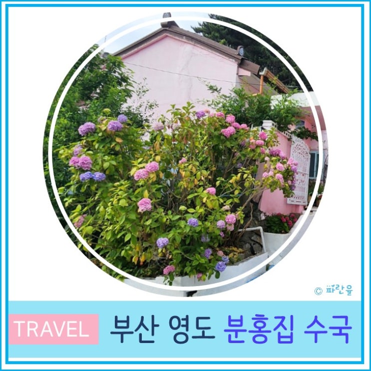  부산 영도 태종대 분홍집 수국 2024년 실시간 개화 상태 위치 지름길 수국 명소