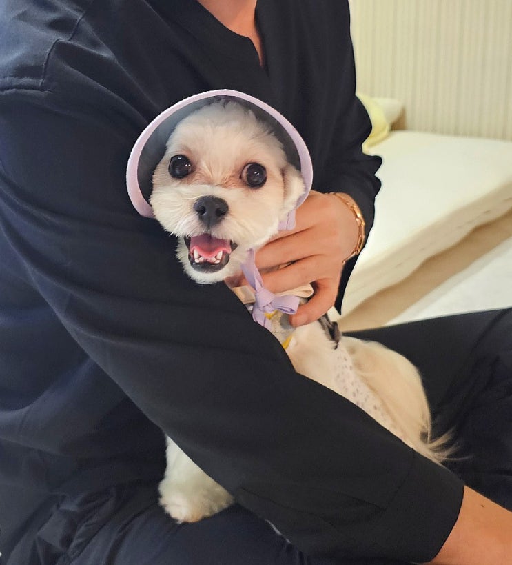  도그민, 강아지 없어도 입장 가능한 광안리 애견카페 내돈내산