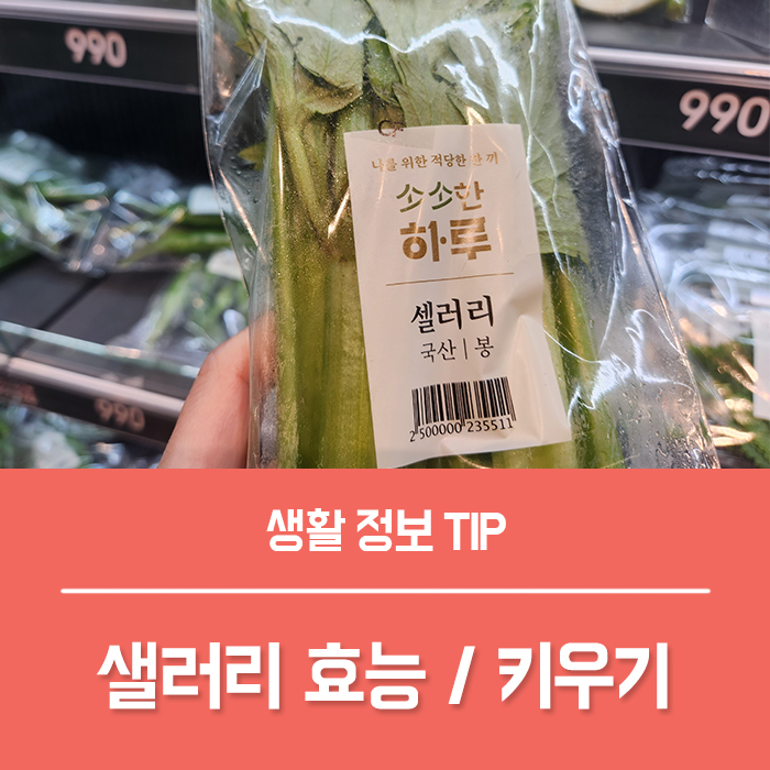  샐러리 효능 TOP4, 샐러리즙 만드는법 셀러리 키우기 부작용은?
