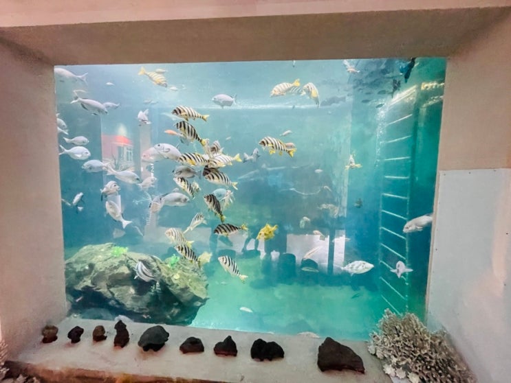  제주도 카페 오션뷰에 아쿠아리움까지! 김녕해수욕장 근처의 탐앤탐스 (제주 여행)