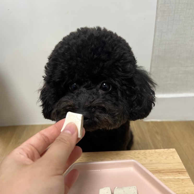  강아지 두부 먹어도 되나요? 급여량 효능 주의할점