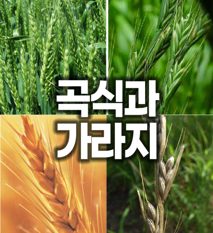  곡식과 가라지 비유_"처음부터 들은 것을 너희 안에 거하게 하라"