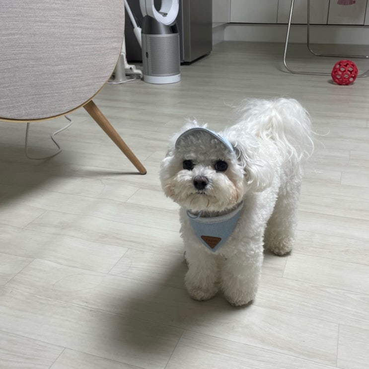  블챌 포토덤프 소소하게 귀여운 일상