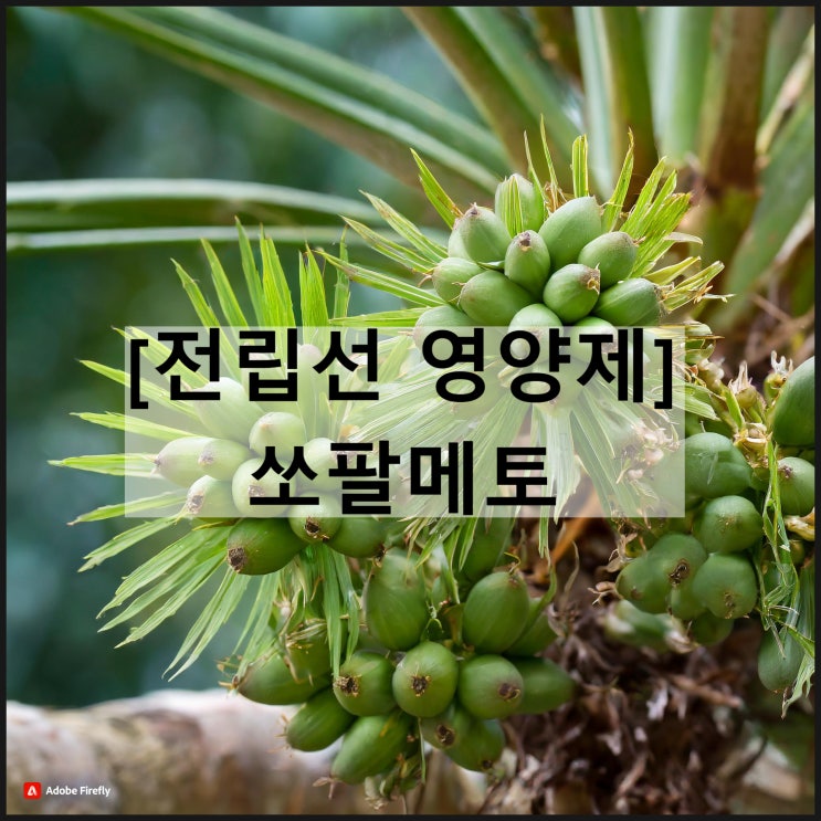  쏘팔메토 열매 추출물 / 전립선 영양제 효과 일일섭취량 부작용