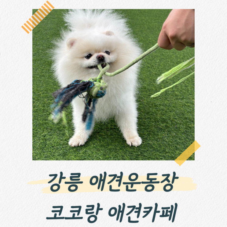  강릉 애견운동장 넓어서 뛰어놀기 좋았던 코코랑 애견카페