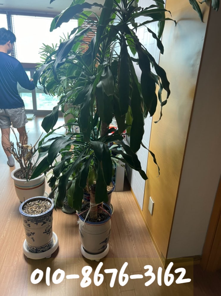  대형 화분 버리기 폐기물 수거업체 알아보기