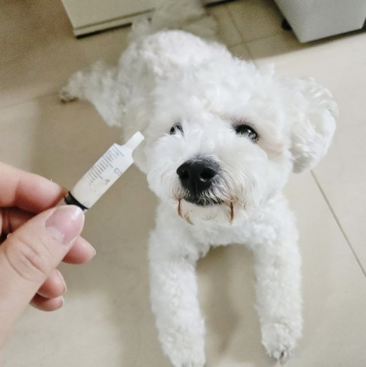 첨단 비타민동물병원/ 강아지 긁고 피나서 피부치료
