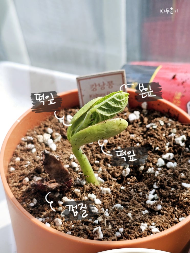  강낭콩 씨앗발아 다이소 강낭콩키우기 물주기