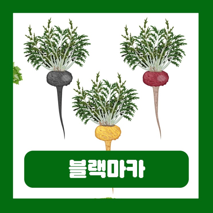  블랙마카 성분 효과 남자 여자 섭취 효능 차이 탈모 부작용