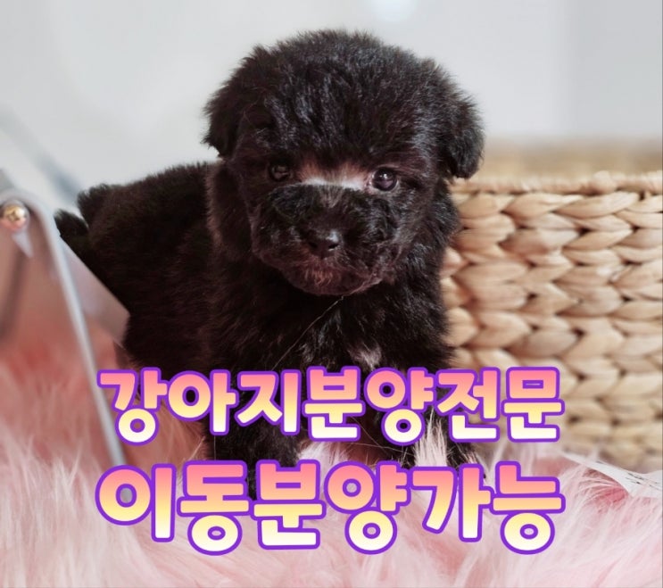  [서울강아지분양] 귀엽고 사랑스러운 댕댕이와 함께 산책해요!