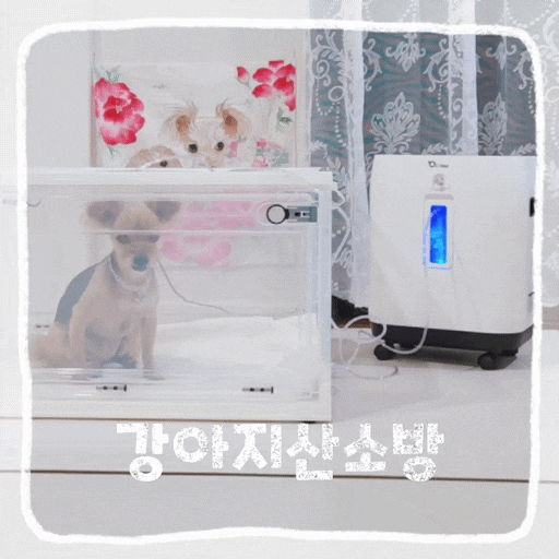  강아지 산소방 대여 대신 선택한 오투맥스 산소호흡기 노견 기침관리 후기