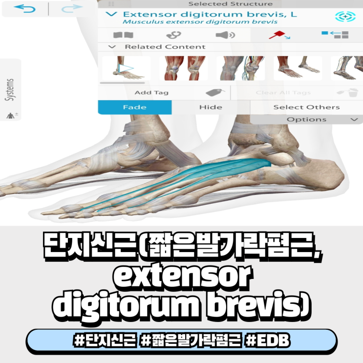  단지신근 짧은발가락폄근 Extensor digitorum brevis 해부학적 기시점, 정지점