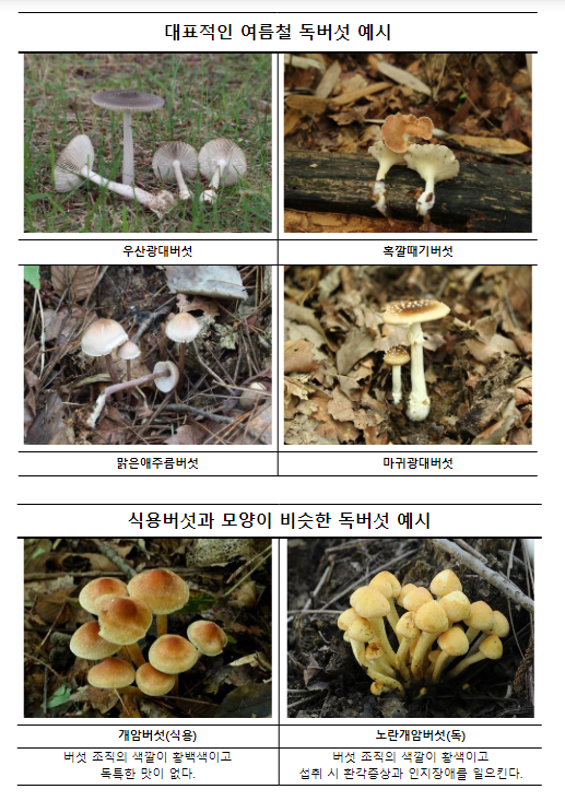 무더운 여름철, 야생버섯 섭취 주의! 무더운 여름철, 야생버섯 섭취 주의!