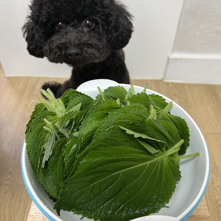  강아지 깻잎 급여 가능할까? 효능과 주의사항