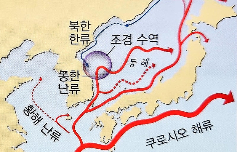 우리나라 주변의 해류와 계절에 따라 위치가 달라지는 조경 수역 : 네이버 블로그