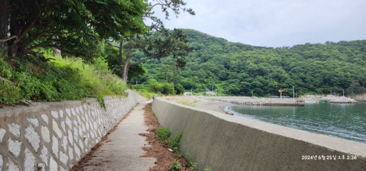  [국내여행]부산 근교_가덕도 외양포 야생화단지 수국(개화현황)