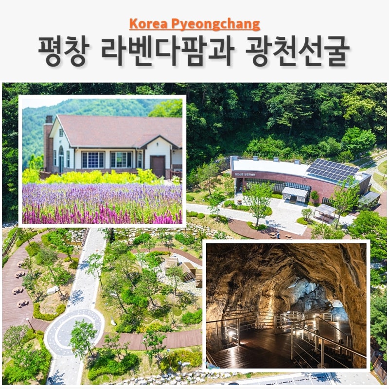 평창 라벤다팜