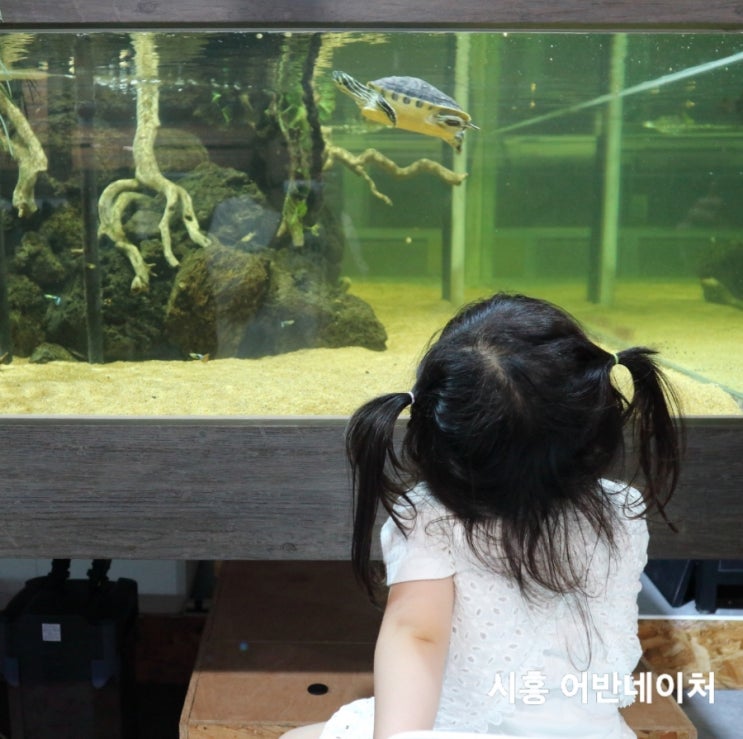  4살 아이랑 시흥 무료 대형 수족관 :) 시흥 아쿠아펫랜드 어반네이처 구매도 가능해요