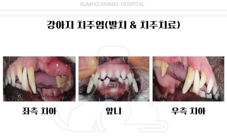  광주 강아지 치과 - 8살 강아지의 치주염으로 인한 발치 수술 Case [광주 치과 동물병원, 금호동 동물병원, 강아지 치주염, 강아지 발치]