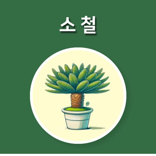  소철 키우기 : 적정 온도, 물주기, 토양 관리 팁