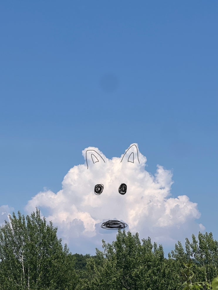  가제