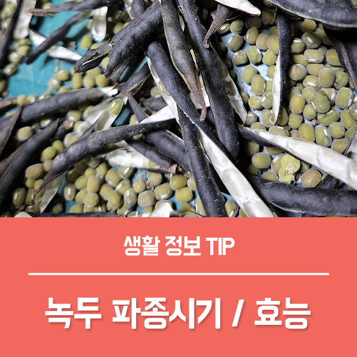  녹두죽 효능 부작용, 녹두 효능과 파종시기는?