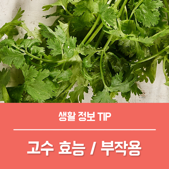  고수 효능 부작용, 고수를 망설이는 너에게...