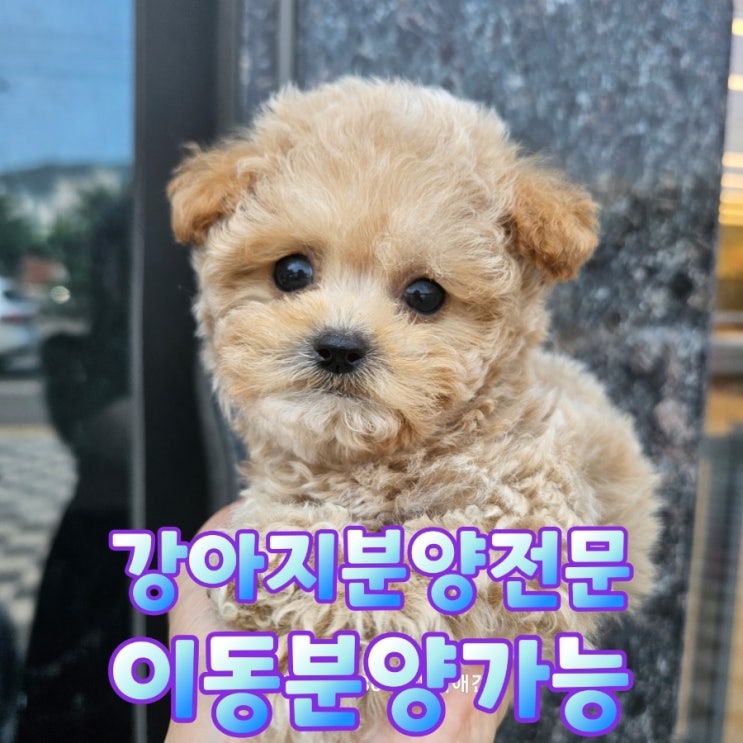  [은평구강아지분양] 건강을 최우선으로 생각하는 사랑스러운 말티푸 어때요?
