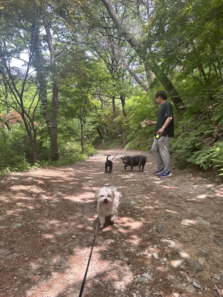  (논산-강아지) 강아지랑 자유롭게 뛰뛰하는 공원,등산할만한곳 어디~~게