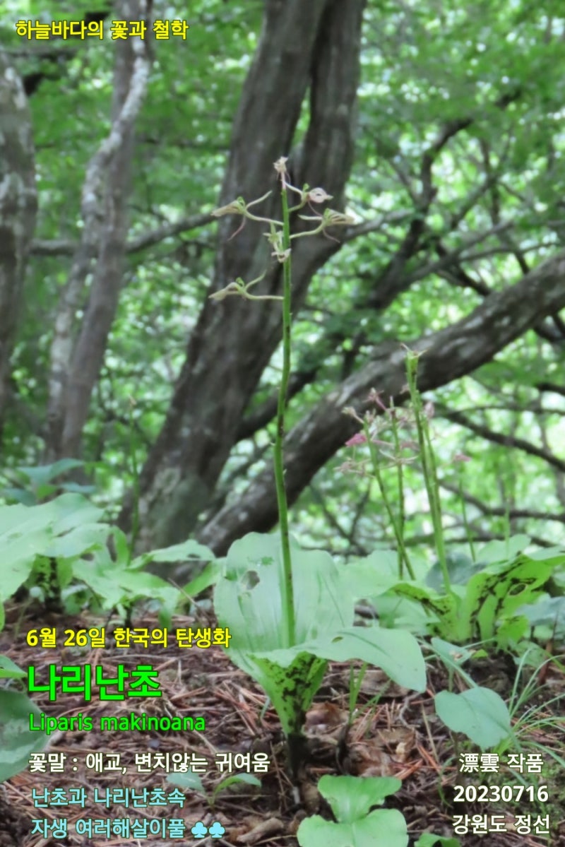 나리난초 / 난초과, 6월 26일 한국의 탄생화 : 네이버 블로그, image size:800x1199